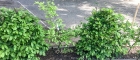 IMG-20190424-WA0043