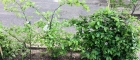 IMG-20190424-WA0046