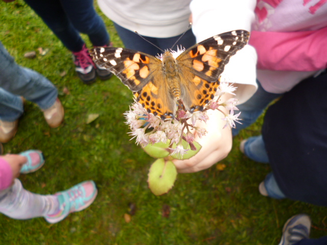 Schmetterlinge im Schulgarten 2015